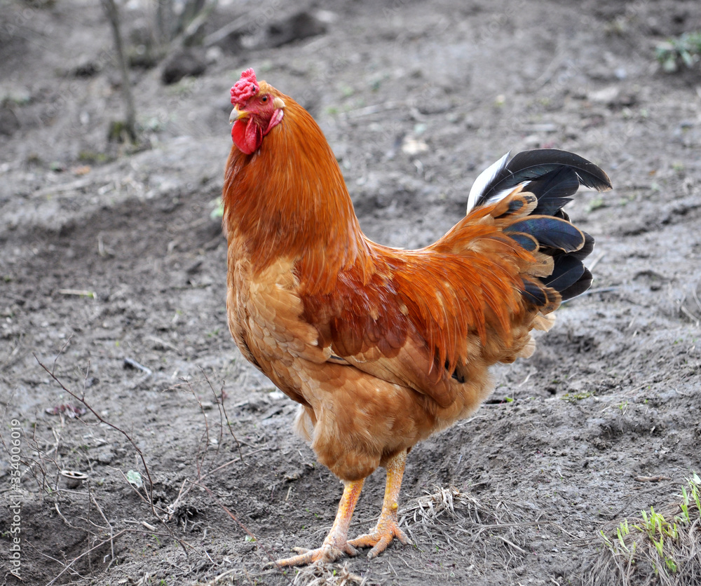 Fototapeta premium Domestic rooster in the country yard
