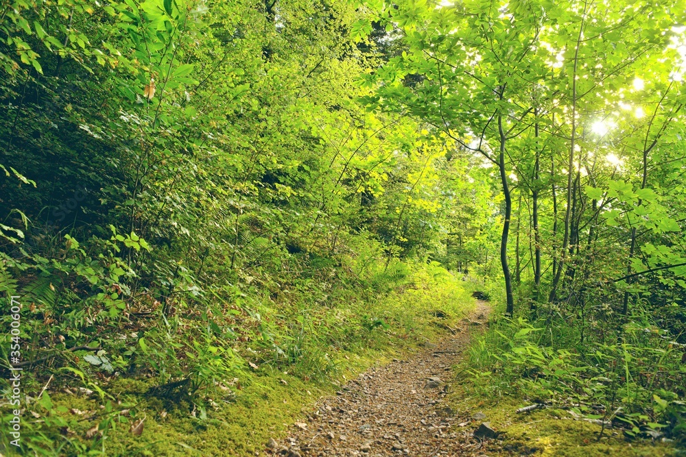 sentier très vert nature spirituel inspirant calme sentier très vert nature spirituel inspirant calme
