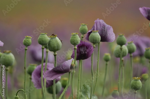 purple poppies on the field with raindrops