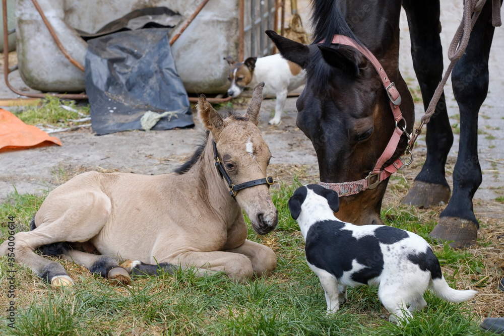Cute newborn colt lying in grass on a spring day. Mother's head in the background, yellow dun color. Little dog next to the horses heads