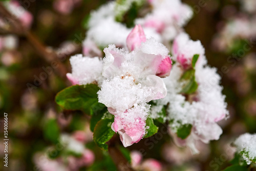 Blossoms of apple trees are covered with snow