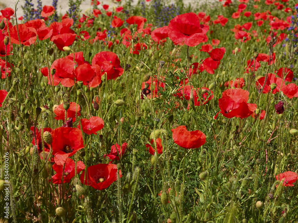 Obraz premium coquelicot