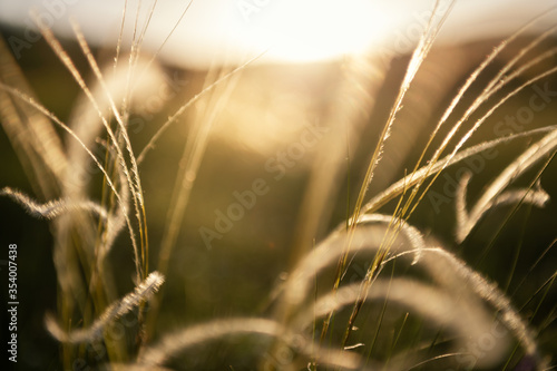 Wild feather grass in the forest at sunset. Macro image, shallow depth of field. Abstract summer nature background