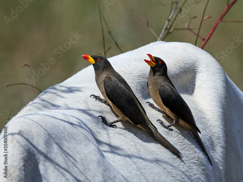 Yellow-billed oxpecker (Buphagus africanus)