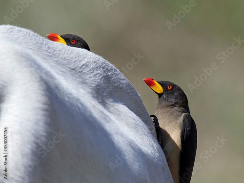Schilderij op canvas Yellow-billed oxpecker (Buphagus africanus)