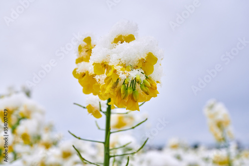 Winter oilseed rape twig covered with snow