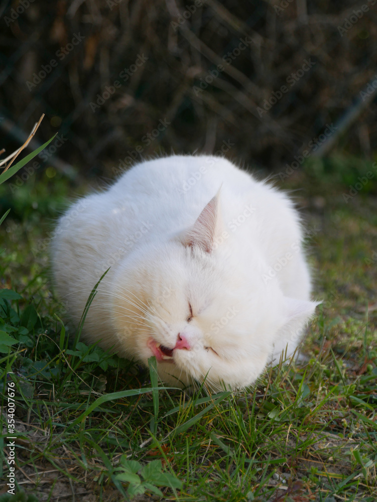 Wunderschöner weißer Britischkurzhaar Kater Wunderschöner weißer Britischkurzhaar Kater