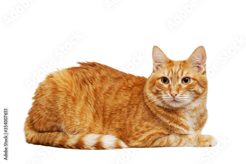 Portrait of a lying ginger cat isolated on white background. Shallow focus.