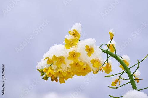 Winter oilseed rape twig covered with snow