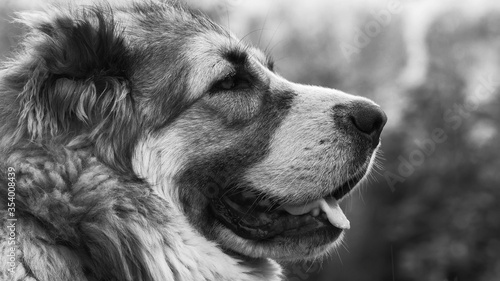Central Asian Shepherd dog Alabai portrait close up Black and white color