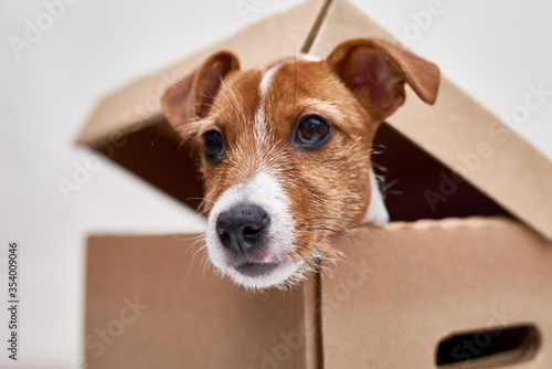Dog in delivery cardboard box. Pet as a gift