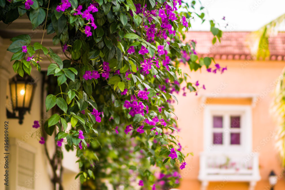 street with flowers old town cartagena colombia 