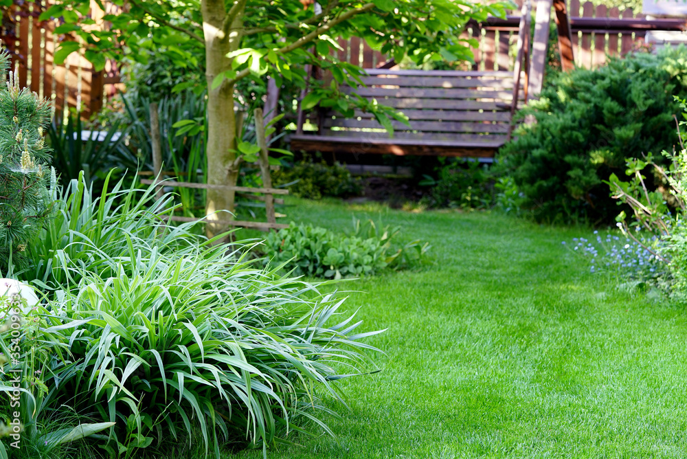 clumps of daylilies on the lawn, wooden swing in the background clumps of daylilies on the lawn, wooden swing in the background