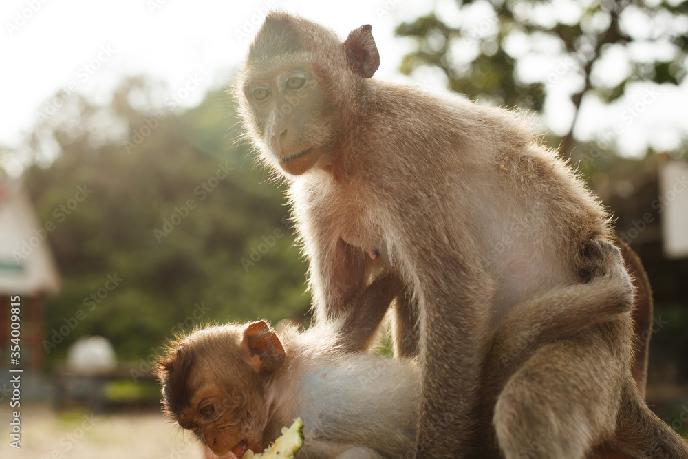 Animals and wildlife. Macaque mom carries a small cub monkey Animals and wildlife. Macaque mom carries a small cub monkey