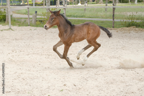 Cute small brown foal running in gallop, free in the field. Animal in motion. mare filly one week old