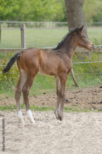 A little brown foal, mare foal standing in full body, during the day with a countryside landscape