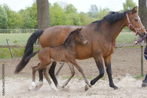 Little brown foal, trosts next to the mother, one week old, during the day with a countryside landscape