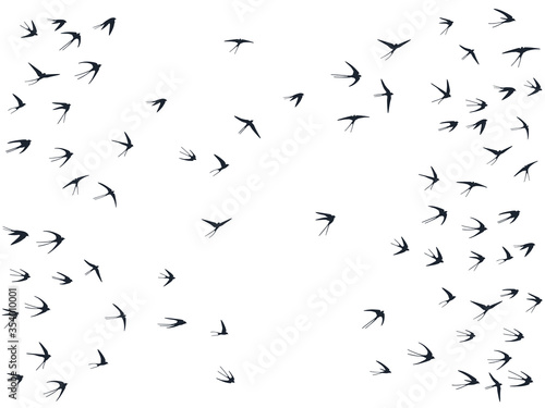 Flying swallow birds silhouettes vector illustration. Nomadic martlets bevy isolated on white. 