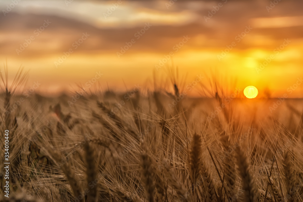 Sun rays hugging the wheats. Beautiful Nature Sunset Landscape.