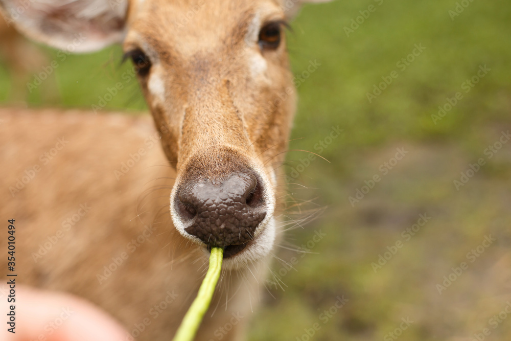Animals and wildlife. Deer nose chewing a pod or twig, closeup Animals and wildlife. Deer nose chewing a pod or twig, closeup