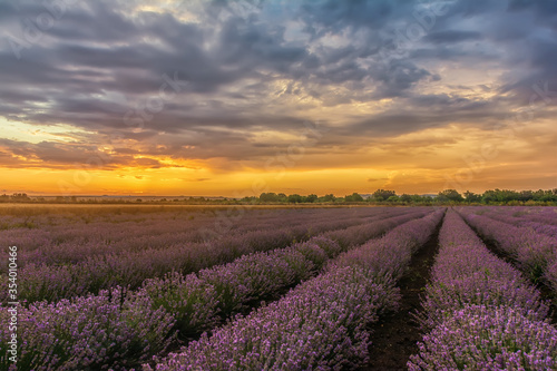 lavender field at sunset © Gergana