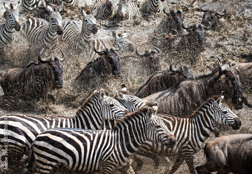zebras in africa © Theodore