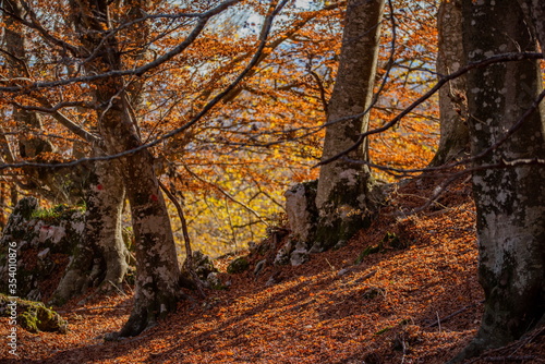 Scorcio del bosco