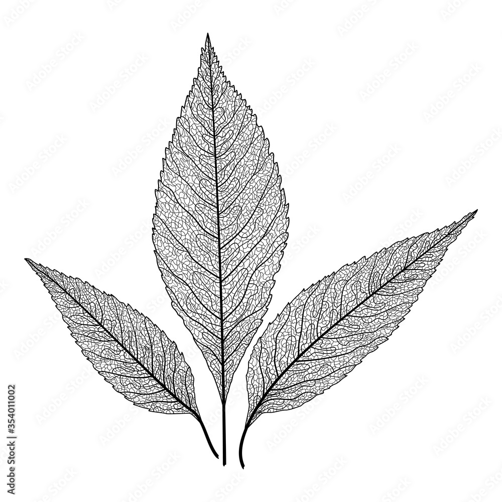 Leaf veins of black on white. Leaf veins.  Vector illustration. EPS 10.
