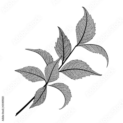 Leaf veins of black on white. Leaf veins. Vector illustration. EPS 10.