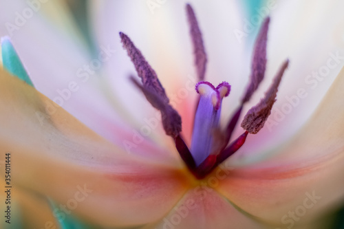Wallpaper Mural Close-up macro fresh spring bouquet of tulips with transparent dew water drops on petals. Soft focus on dew rain tear droplets. Torontodigital.ca