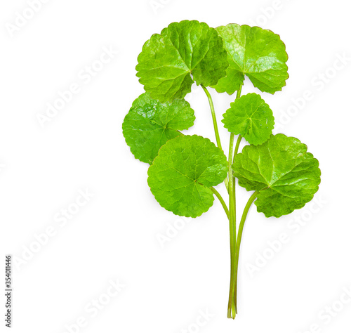 Top view of Gotu kola (Centella asiatica) leaves  with water drops isolated on white background. Clipping path. (Asiatic pennywort, Indian pennywort)