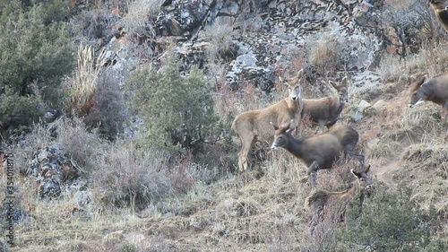 White-Lipped Deer (Przewalskium albirostris or Thorold Deer) in a mountainous Tibetan Area, China photo