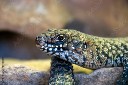 Sydney Australia  Egernia cunninghami or Cunningham s Skink in profile on sandstone rocks