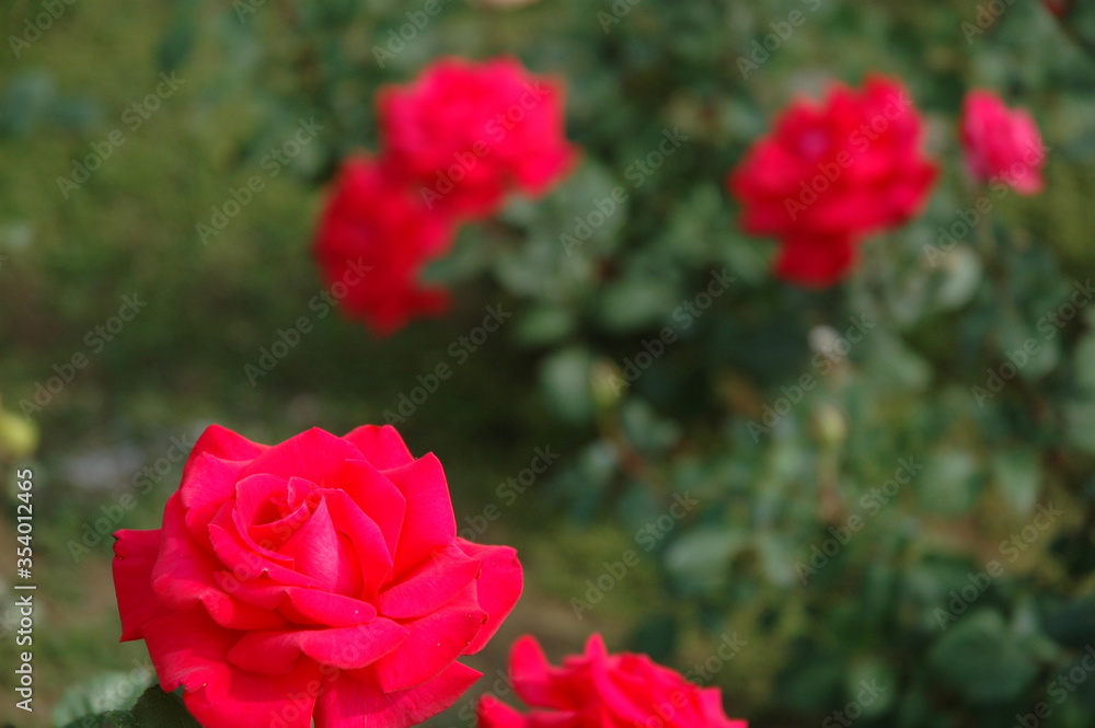 薔薇 薔薇