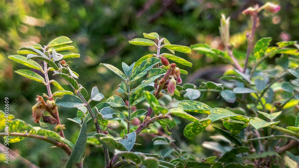 Fototapeta premium selective focus on small red flower and green leaves