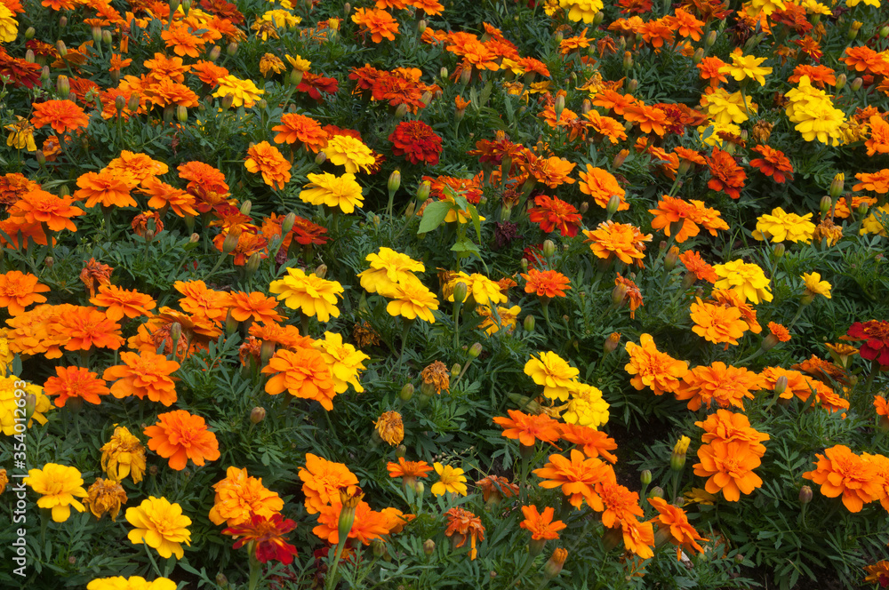Sydney Australia, flowerbed of yellow, orange and red marigold flowers
