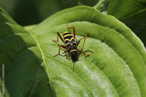 Wespenbock - Clytus arietis