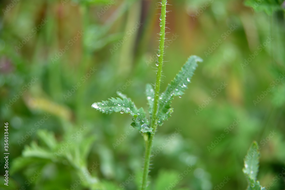 雨雫 雨雫