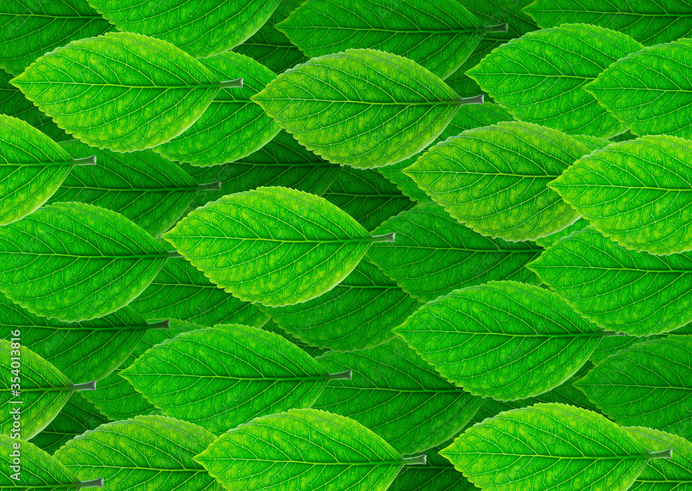 autumn leaves autumn leaves