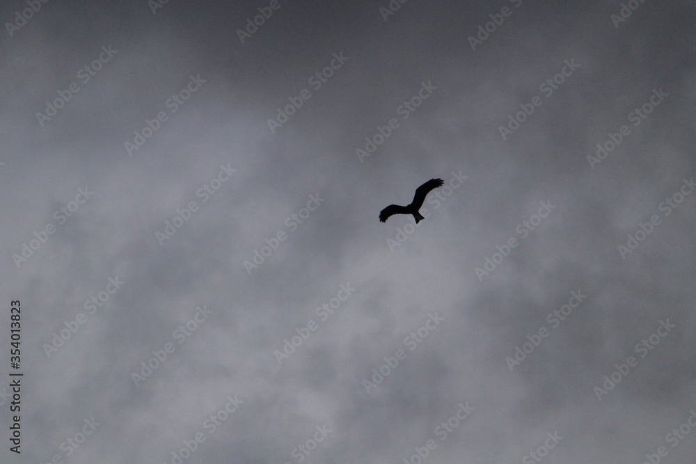 birds in flight birds in flight