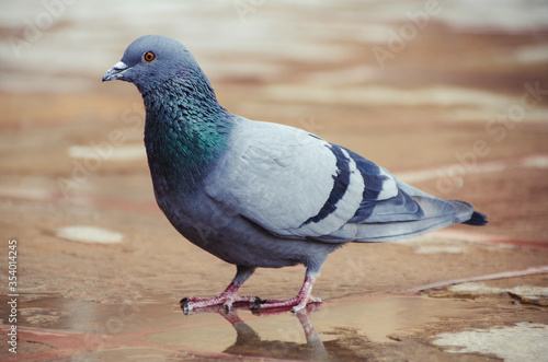 pigeon on the stone