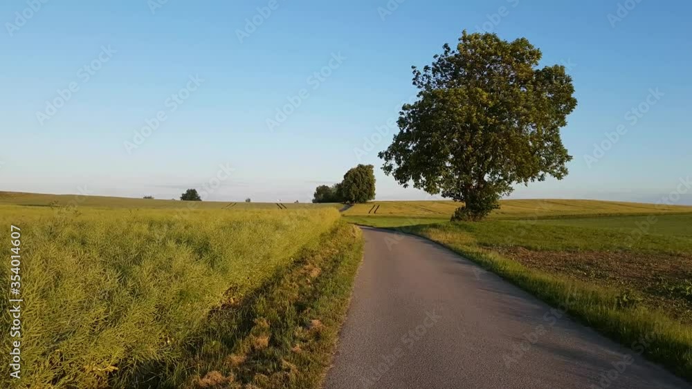 vent dans un arbre au coucher du soleil - Suisse