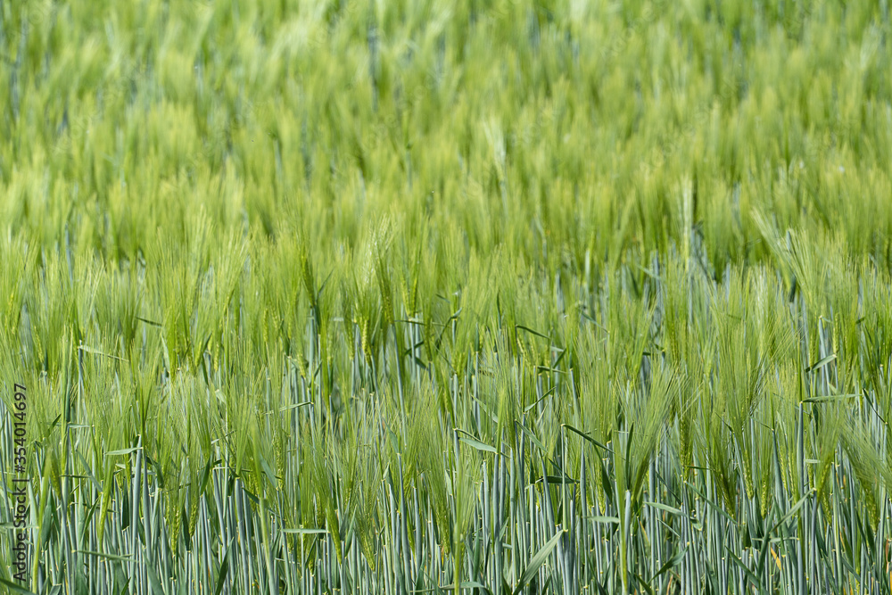 Geteidefeld im Frühjahr, Weizen, Hintergrund
