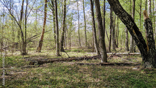 fallen trees in a birch grove on a spring day, Ukraine