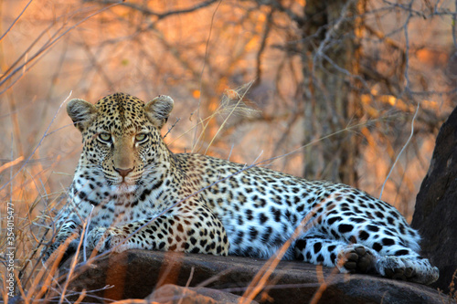 Leopard at dusk in the Kruger National Park, Leopard in der Abenddämmerung im Krüger Nationalpark