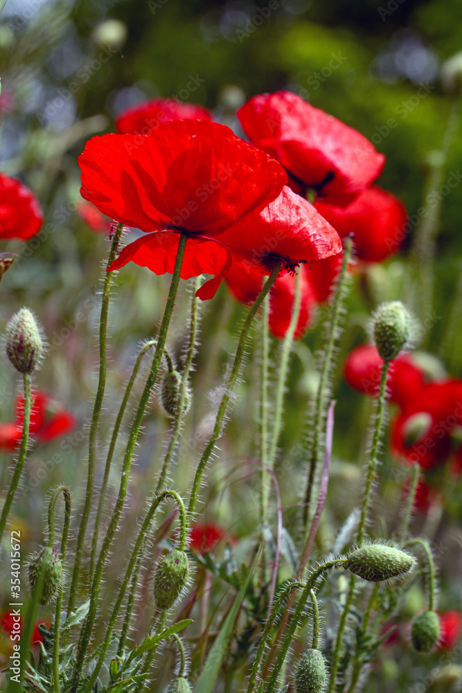 Naklejka premium Red poppies close-up in a natural area.
