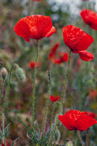 Red poppies close-up in a natural area.