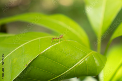 green leaf have red ants on leaf.