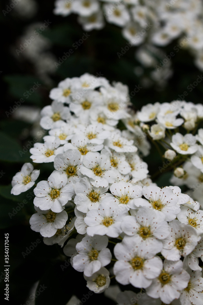 White flowers in the garden