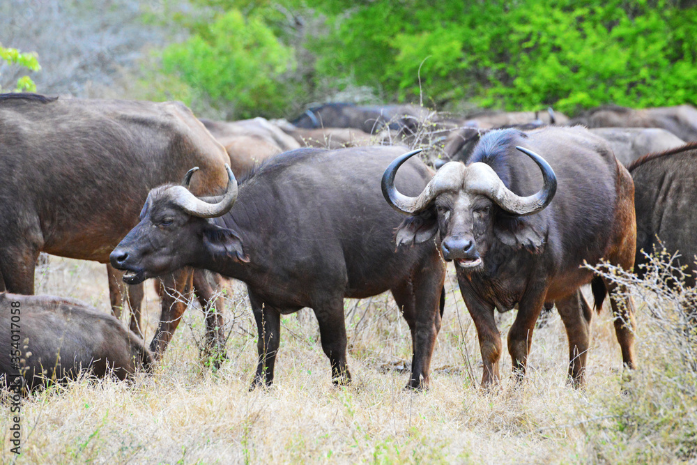 Cape buffalo, Kruger National Park, South Africa,Kapbüffel, Krüger-Nationalpark, Südafrika Cape buffalo, Kruger National Park, South Africa,Kapbüffel, Krüger-Nationalpark, Südafrika